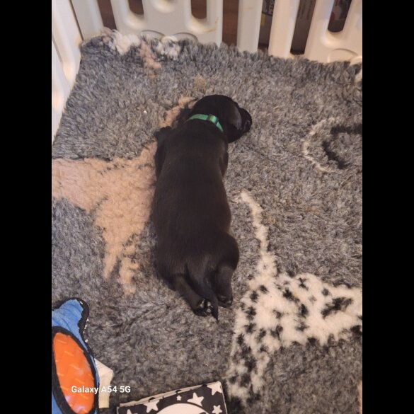 Labrador Retriever - Both