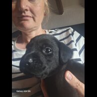 Labrador Retriever - Both