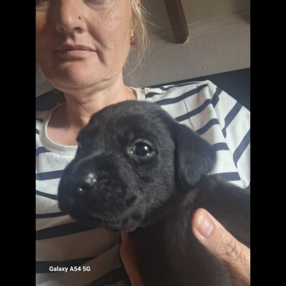 Labrador Retriever - Both