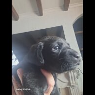 Labrador Retriever - Both