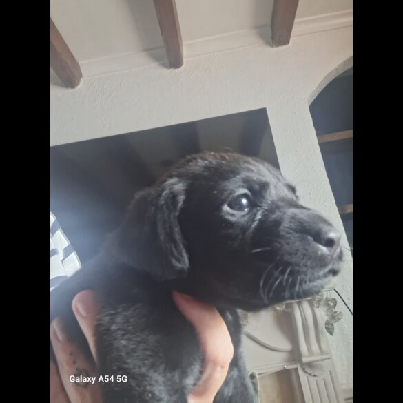 Labrador Retriever - Both