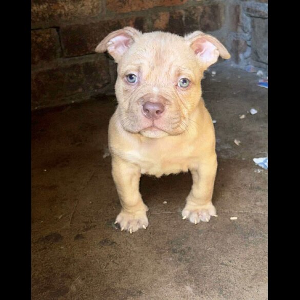 American Bulldog - Dogs