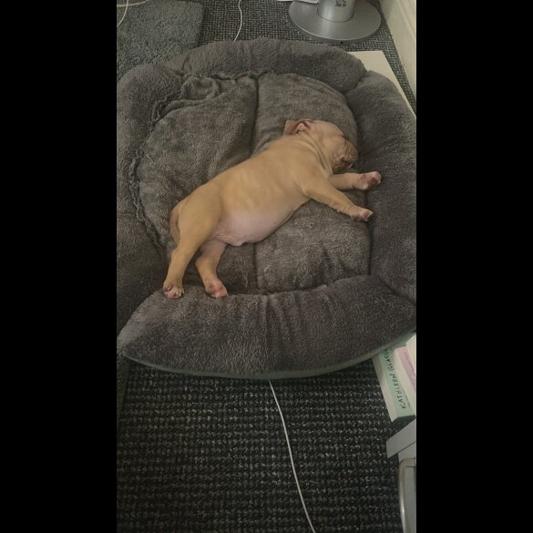 American Bulldog - Dogs