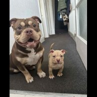 American Bulldog - Dogs