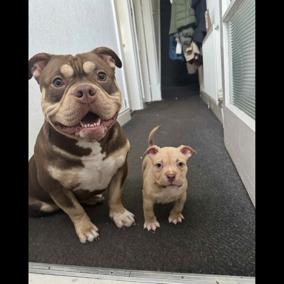 American Bulldog - Dogs