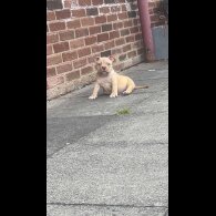 American Bulldog - Dogs