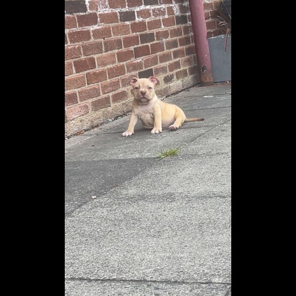 American Bulldog - Dogs