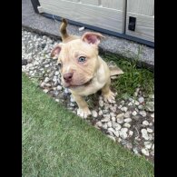 American Bulldog - Dogs