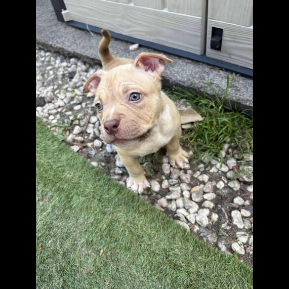 American Bulldog - Dogs