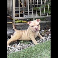 American Bulldog - Dogs