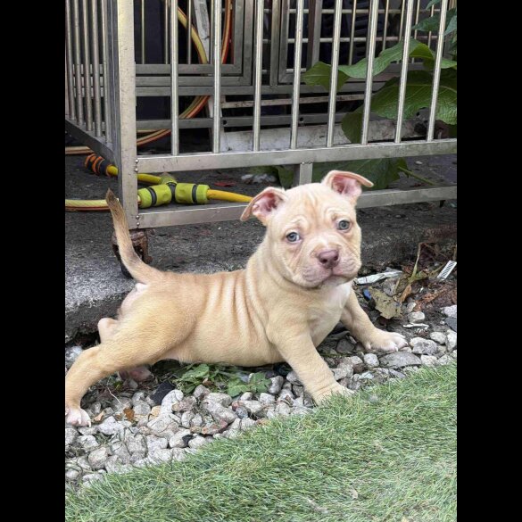 American Bulldog - Dogs