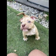 American Bulldog - Dogs