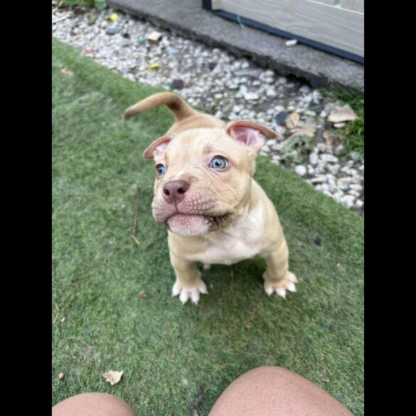 American Bulldog - Dogs