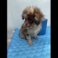 Pomapoo - Dogs