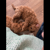 Poochon - Dogs
