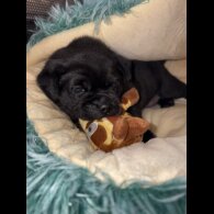 Mixed Breed - Dogs