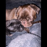 Mixed Breed - Dogs