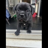 Mixed Breed - Dogs