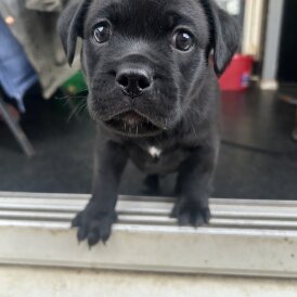 Mixed Breed - Dogs