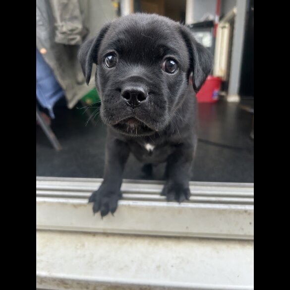 Mixed Breed - Dogs