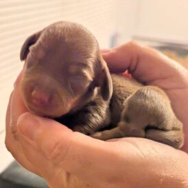 Dachshund (Standard &amp; Miniature) - Bitches