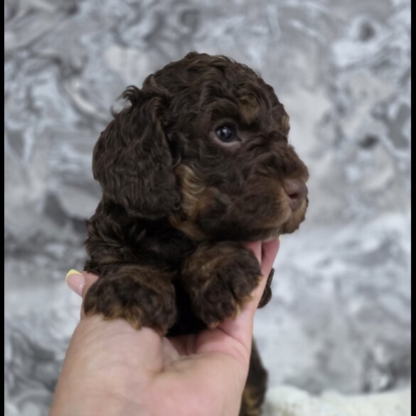Cockapoo - Dogs