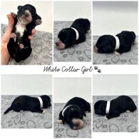 Cockapoo - Both