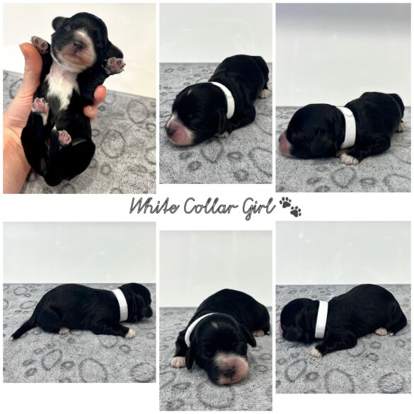 Cockapoo - Both