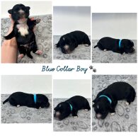 Cockapoo - Both