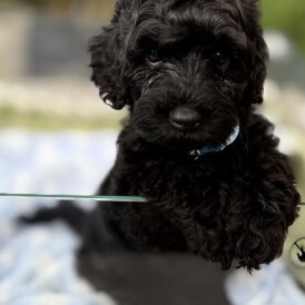 Cockapoo - Both
