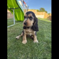Cocker Spaniel (Show) - Bitches