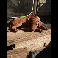 Rhodesian Ridgeback - Both