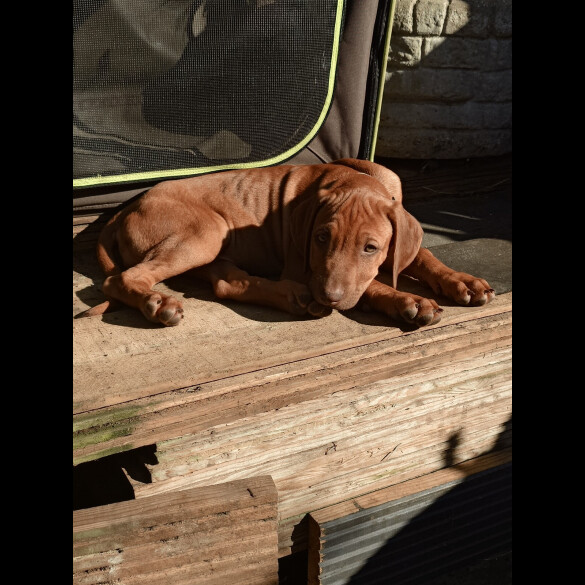 Rhodesian Ridgeback - Both