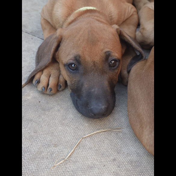 Rhodesian Ridgeback - Both