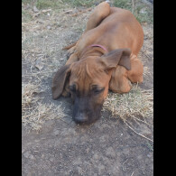 Rhodesian Ridgeback - Both