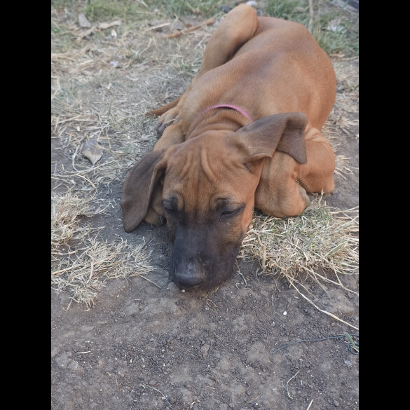 Rhodesian Ridgeback - Both