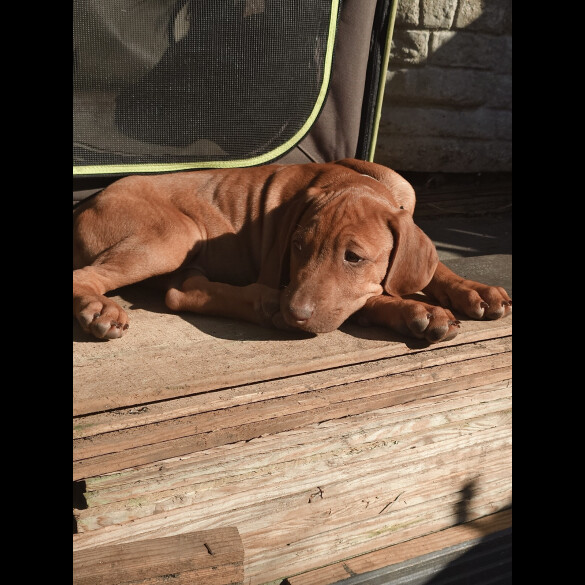 Rhodesian Ridgeback - Both