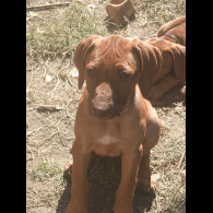 Rhodesian Ridgeback - Both