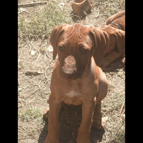 Rhodesian Ridgeback - Both