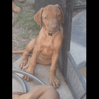 Rhodesian Ridgeback - Both
