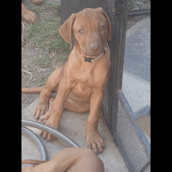 Rhodesian Ridgeback - Both