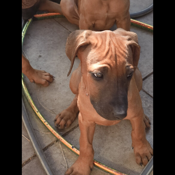 Rhodesian Ridgeback - Both