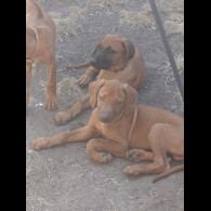 Rhodesian Ridgeback - Both