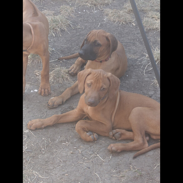 Rhodesian Ridgeback - Both