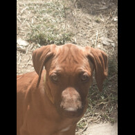 Rhodesian Ridgeback - Both