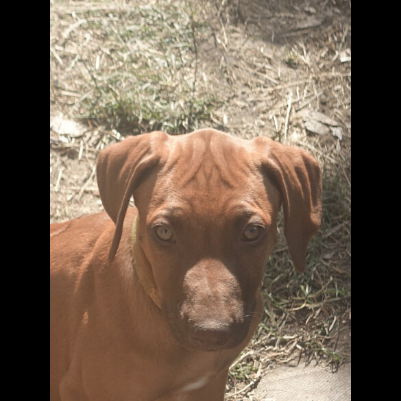 Rhodesian Ridgeback - Both
