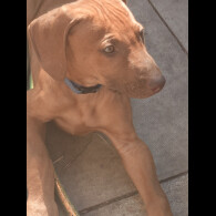 Rhodesian Ridgeback - Both