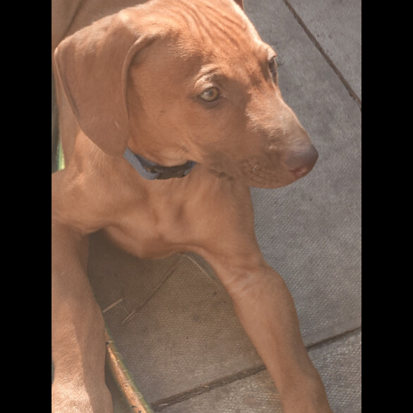 Rhodesian Ridgeback - Both