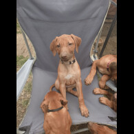 Rhodesian Ridgeback - Both