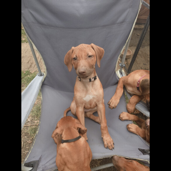 Rhodesian Ridgeback - Both
